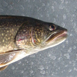 lake simcoe lake trout