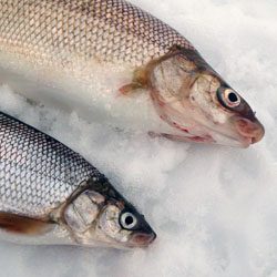 lake simcoe whitefish